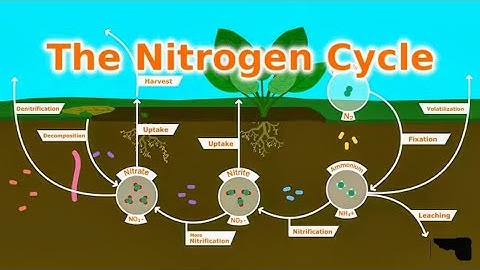 Understanding Our Soil: The Nitrogen Cycle, Fixers, and Fertilizer