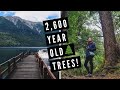 Is this the MOST BEAUTIFUL PLACE IN PATAGONIA? | Visiting Los Alerces National Park in Argentina 😍