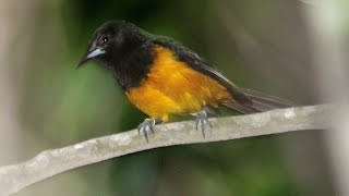 Montserrat - wildlife and heritage