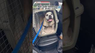 Frank the English Bulldog moves to North Carolina #pettransport #englishbulldog