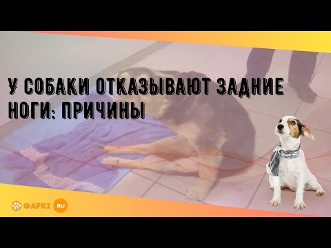 У собаки отказывают задние ноги: причины