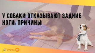 У собаки отказывают задние ноги: причины