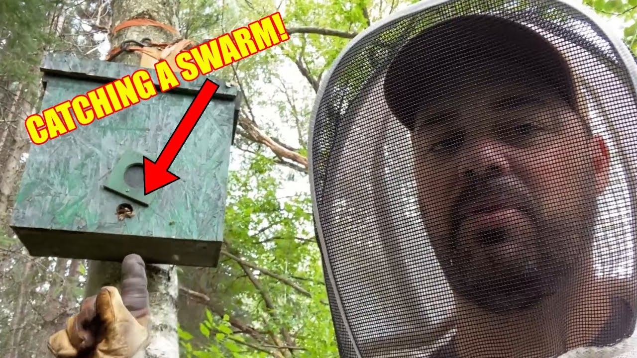 I caught a swarm in my swarm trap!  August 2021