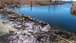 “THESE BEAVERS DON’T LIKE ME” Beaver Dam Removal Warlord