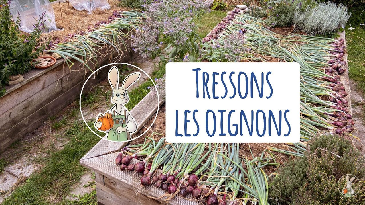 Comment réaliser une tresse avec les alliacées(oignons, échalotes, aulx)