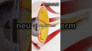 Eye Development in 60 Seconds – Optocrack Shorts #shorts  #EyeDevelopment #Embryology #optometry