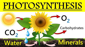 What is Photosynthesis Process in Plants ? | How Plants Make Food ? | Process of Photosynthesis ?