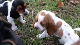Basset Hound Puppies (6 Weeks Old) - 11/19/2022