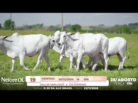 LOTE 19