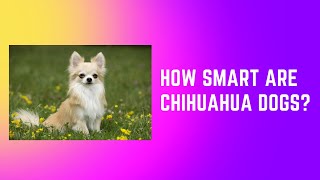 How smart are chihuahua dogs?