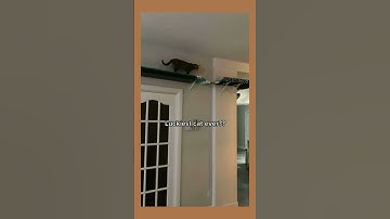 Cat climbing wall ideas 😻