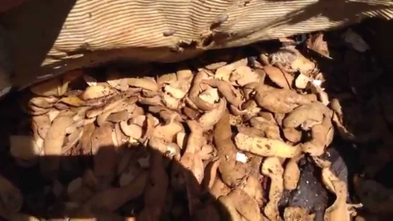 Composting worms. Recycling food scraps . HD YouTube
