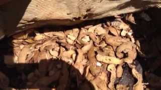 Composting worms. Recycling food scraps . HD