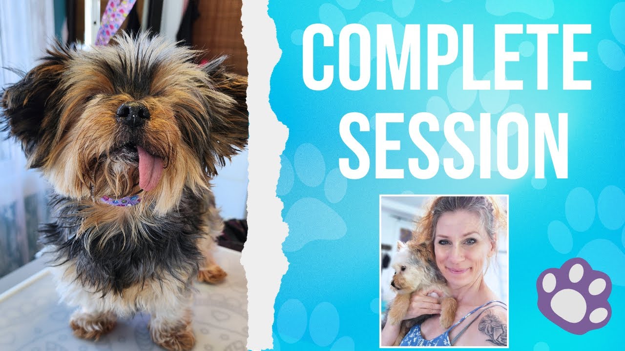 FULL Dog Grooming Session | Start To Finish