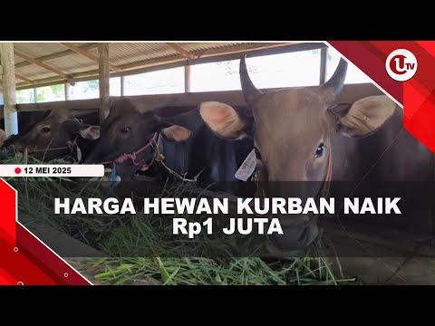 JELANG IDULDHA, HARGA HEWAN KURBAN DI BINTAN NAIK Rp1 JUTA  | U-NEWS