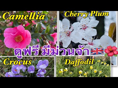 Camellia ,Crocus,Cherry Plum,Daffodil ดอกไม้ในอังกฤษ หลากหลายสายพันธุ์สวยงาม ตามตาเห็น?????