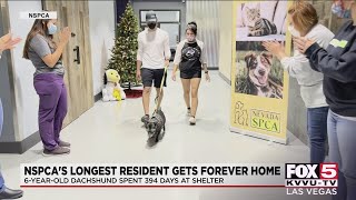 Nevada SPCA's longest resident gets forever home