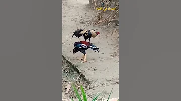 عراك شرس قتال حتى الموت ديك هراتي 