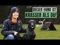 Ausbildung zum polizeihund malou auf mission