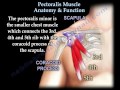 Pectoralis muscle anatomy  function  everything you need to know  dr nabil ebraheim