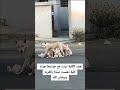 هذه الكلبة تبنت مع جراءها جراء كلبة دهسته 