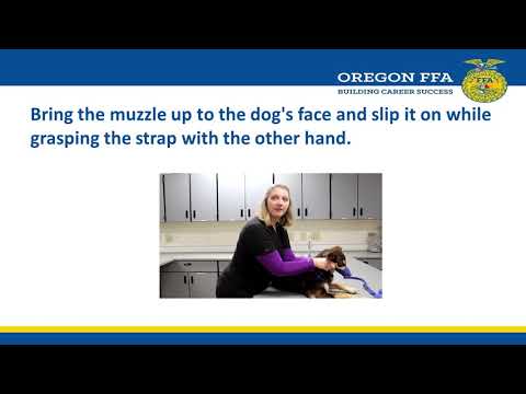 Nylon Dog Muzzle Video