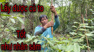 Vào Rừng Lấy Củ Hoài Sơn Loại Củ Được Ví Như Nhân Sâm
