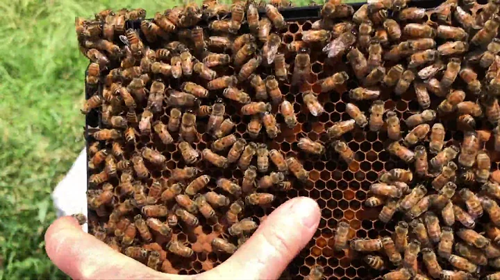 Hive Inspection June 4, 2020 Linda Tillman