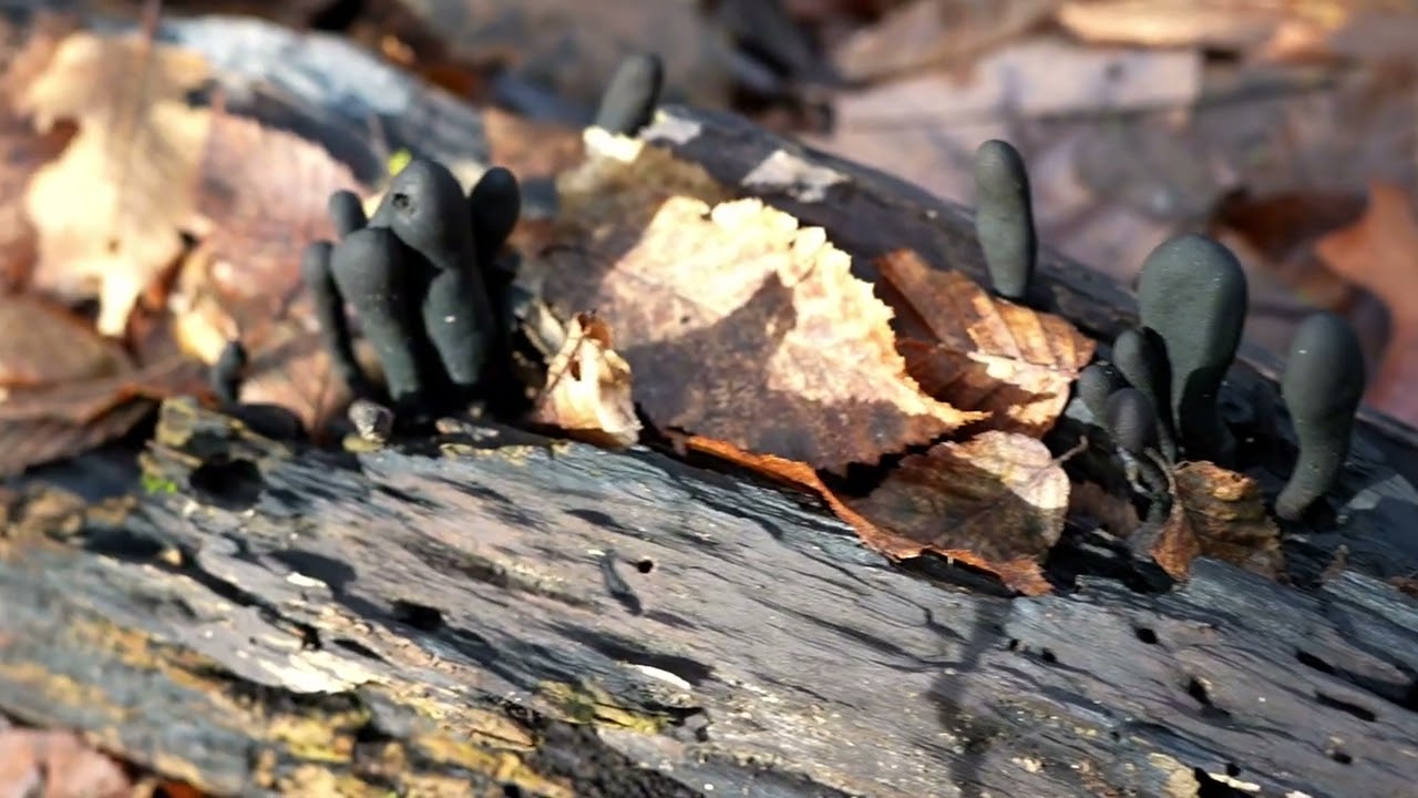 (Xylaria polymorpha) Пальці мерця