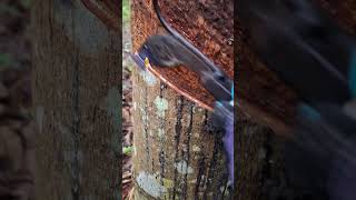 Rubber Tree Worker