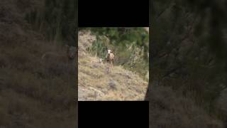 Hunting the Badlands: Bighorn Sheep Quest#huntny BighornSheep #Hunting