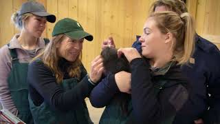 Yukon Vet on National geographic Wild