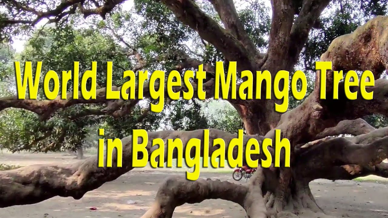 What a great Mango tree World Largest Mango Tree The largest Mango