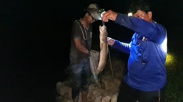 Cấm Câu Sông Lục Bình Lâu Năm Dính Toàn Cá Lóc Già Mọc Râu.Góc Làng Quê TV 83