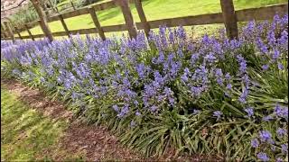 Bluebells (Hyacinthoides non-scripta), Hamilton, New Zealand.
