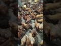 Poultry Farming Farming Kuku Poultry Farming Farming Kuku