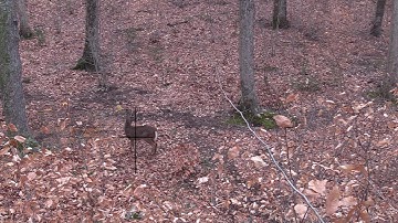 Deer "Jumping the String"