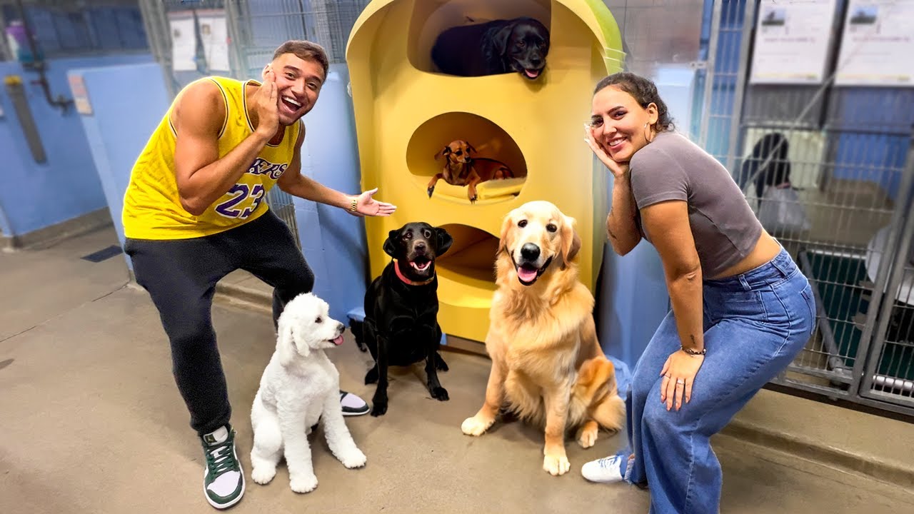 FOMOS no ABRIGO de ANIMAIS ADOTAR um CACHORRO