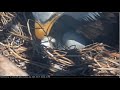 Big Bear Eagles ~ BB1 Working Hard On Hatching! Zoom On Eggs! 3.19.21