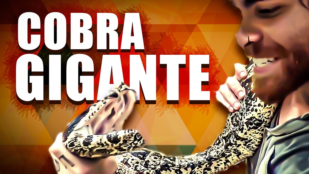 A MAIOR JIBOIA QUE EU JÁ VI! | VINÍCIUS FERREIRA | EXPEDIÇÃO AMAZÔNIA