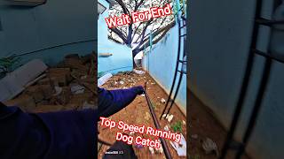 Top Speed Running Dog Catch #dog #abcprogram #ytviral #pets #animals #shorts #dogs #catch