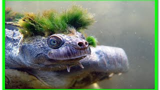 10 WEIRDEST TURTLES IN THE WORLD
