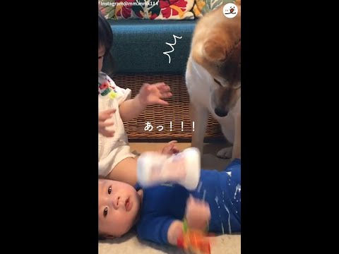 お兄ちゃん柴犬におやつをあげていたら…大惨事に🐶💥💦 #Shorts