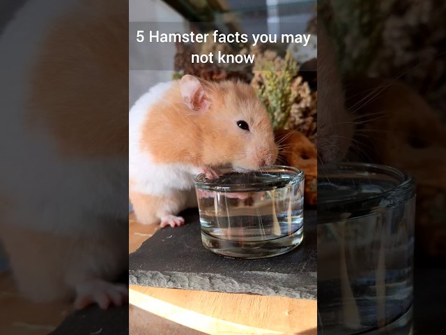 Things Hamster Owners  Need to Know! - Important Hamster Facts - TikTok Trend Hamster Edition 🐹⚠️😳 class=