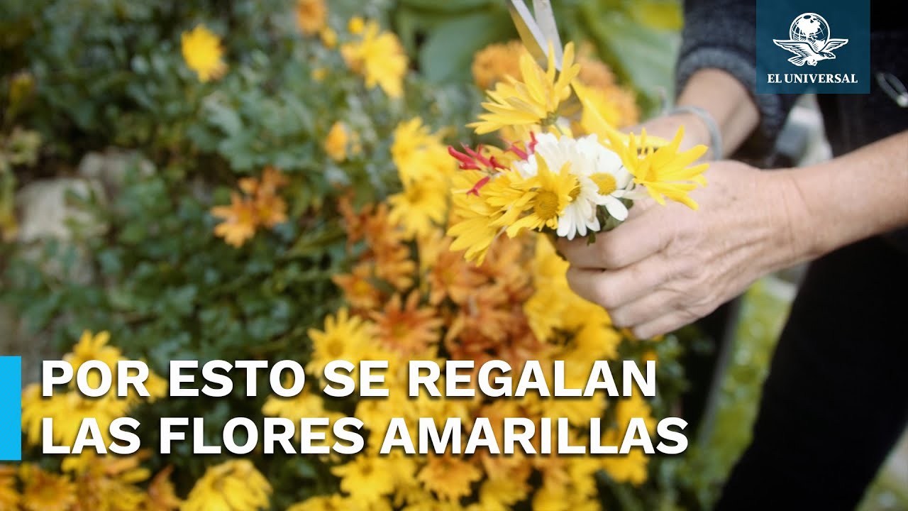 ¿Por qué se regalan flores amarillas este 21 de marzo?