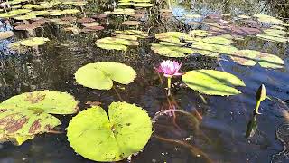 Asmr Lilly Pond - Water Sounds