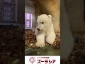 【ズーラシア公式】ホッキョクグマの赤ちゃん 2月25日(99日齢)~2月26日(100日齢)の様子 #shorts