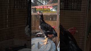 Hasil Silang Ayam Shamo Eropa Dan Bangbroi Aulp