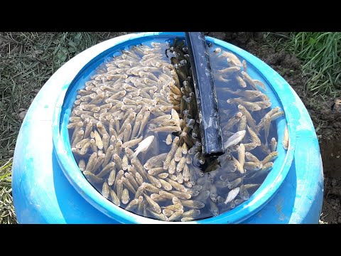 Video: Cum Să Murim Pești