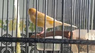 INILAH SUARA BURUNG KENARI KUNING NEMBAK PANJANG